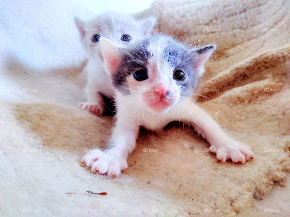 kittens are white and gray