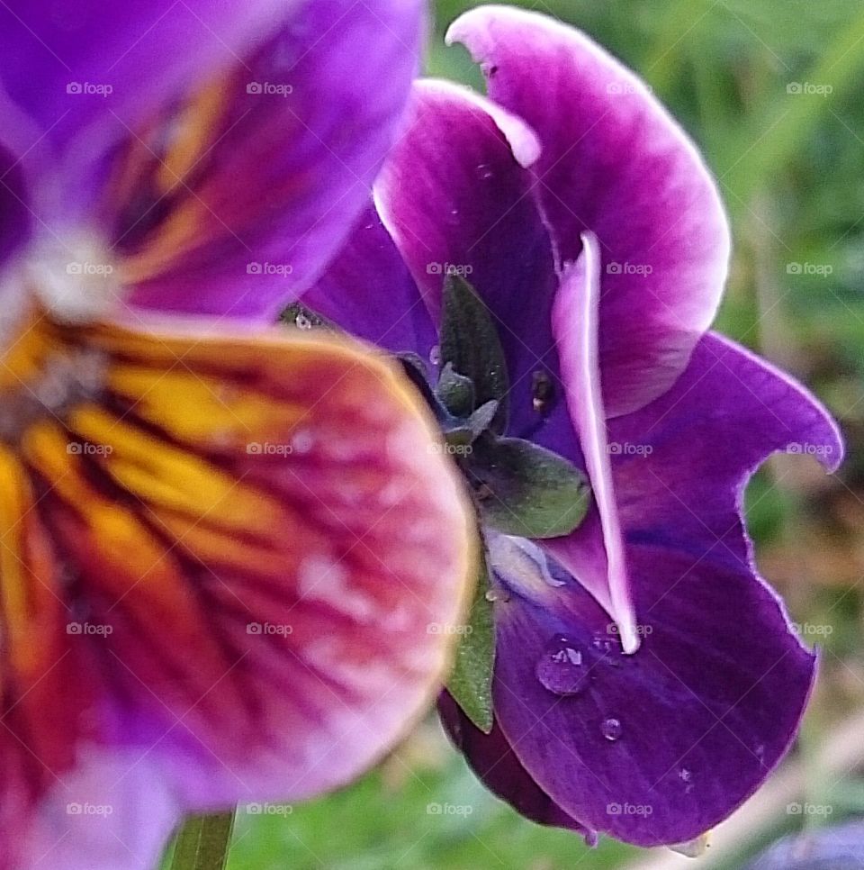 colour and blur petals