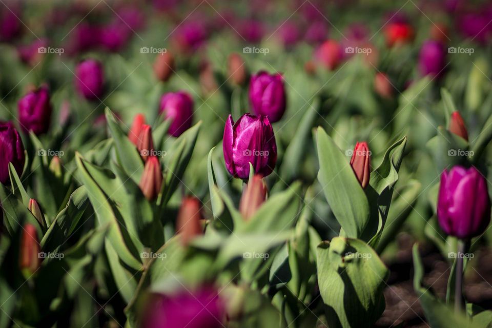 Beautiful tulips