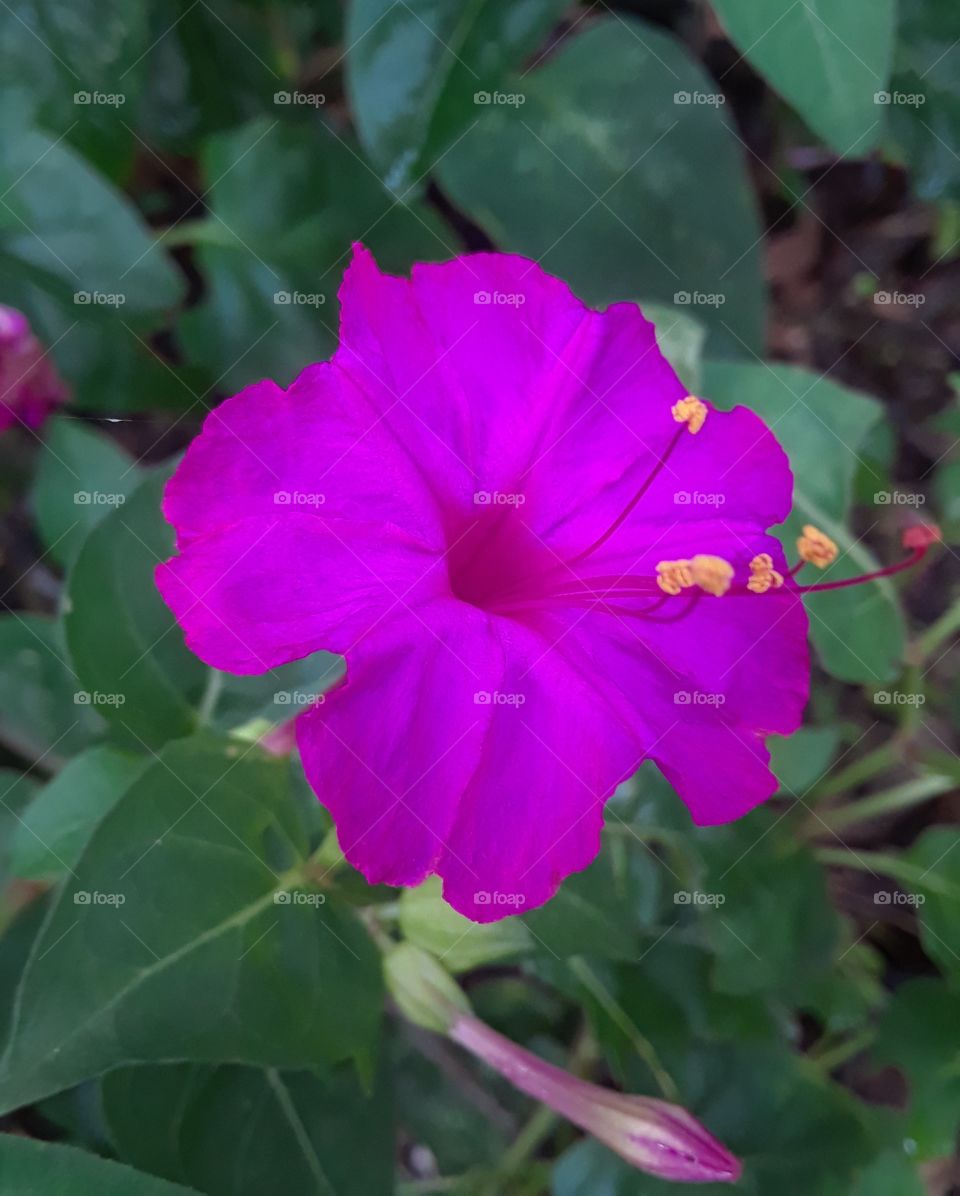 hot pink flower & bud