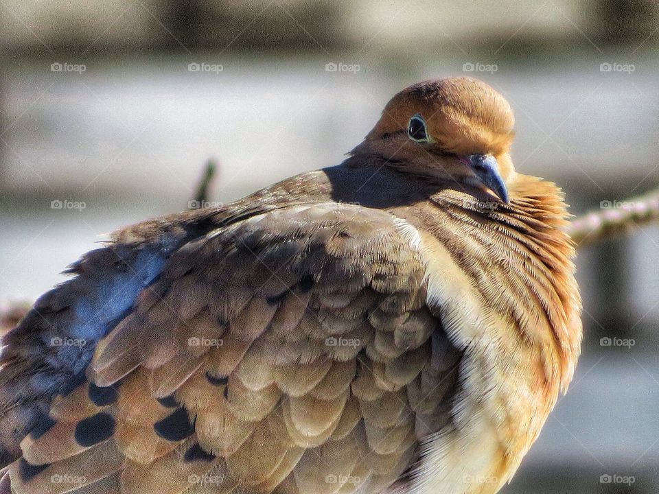 Close-up of a brown pigeon