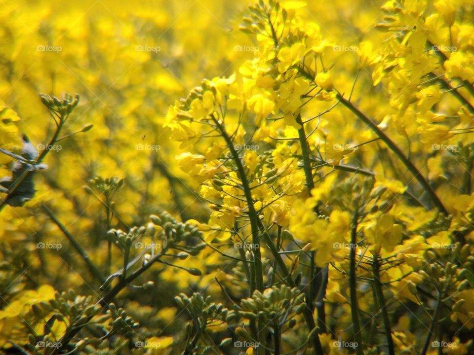 rapeseed field