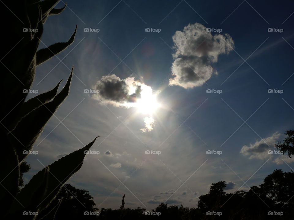 Silhouette of trees and plants against cloudy sky in Berlin, Germany.