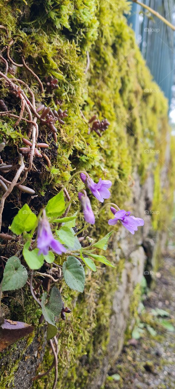 Mauerblume