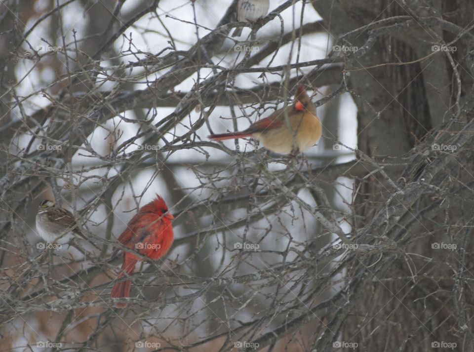 Mr. & Mrs. Redbirds. A pair of Cardinals in my backyard 