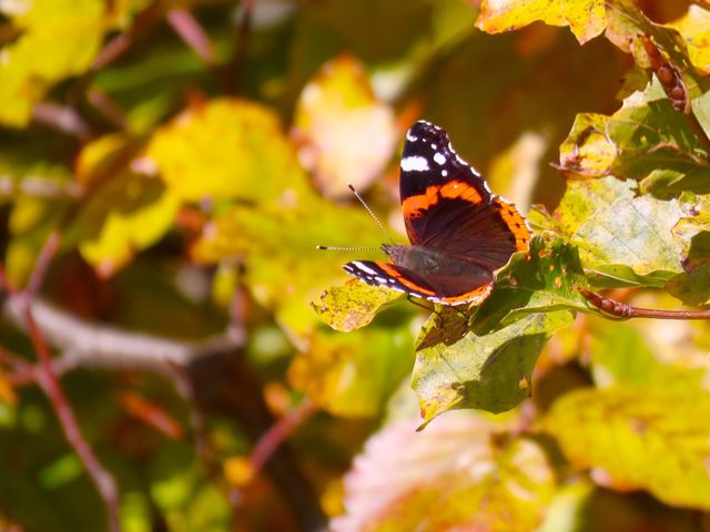 Schmetterling. Schmetterling 
