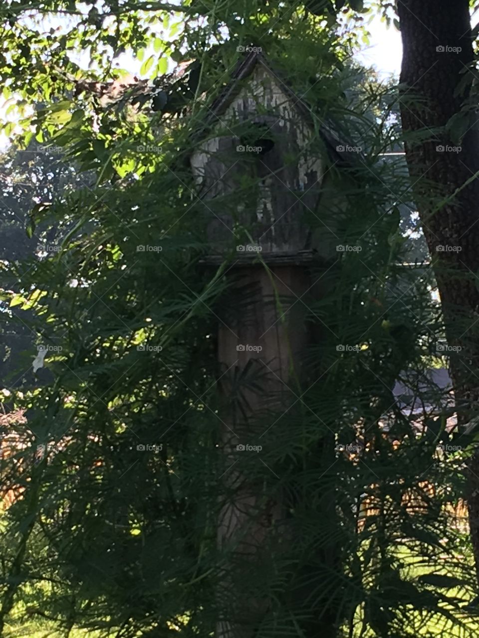 The family of birds lost their lives to a cat since then my cypress vine has taken over!