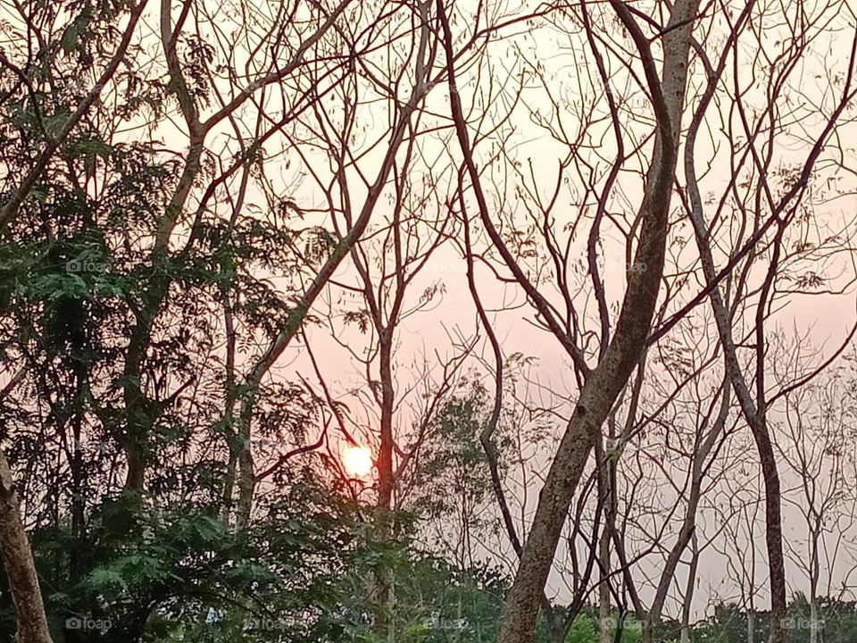 Sunset on summer day, behind the trees without leaves.