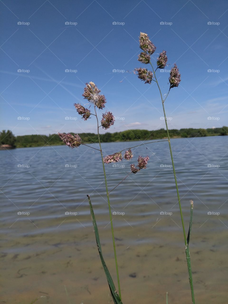 lake and green grass summer landscape