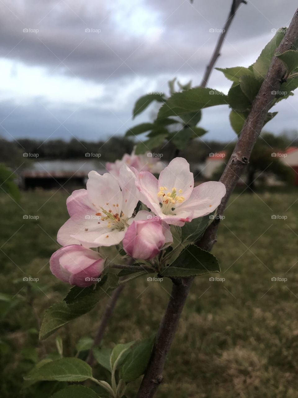 Honey Crisp Apple Blossom