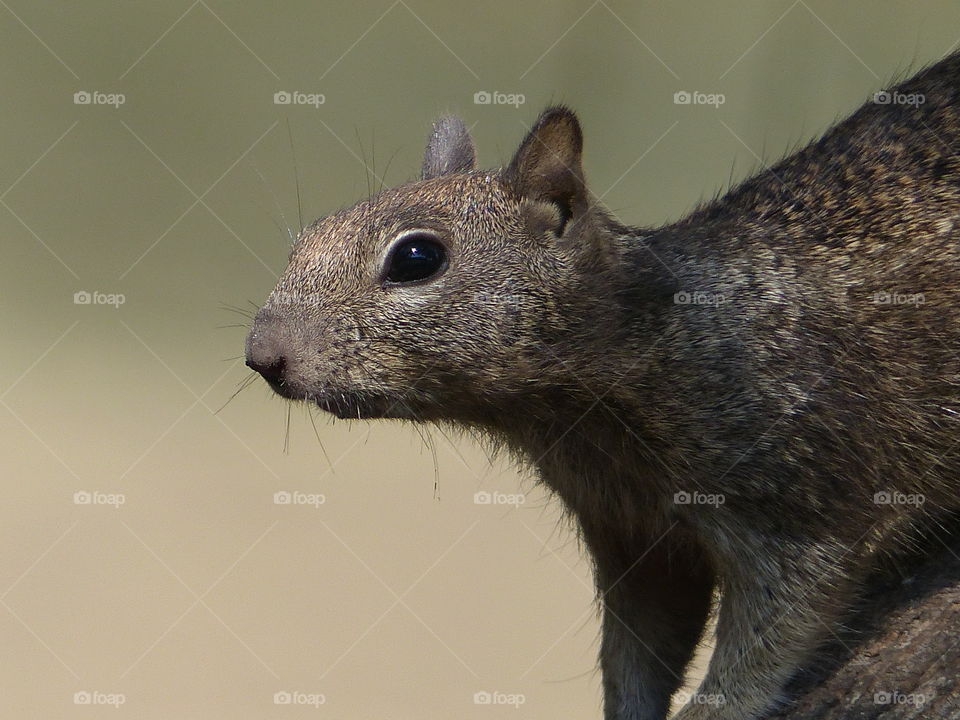 Alert squirrel descending tree