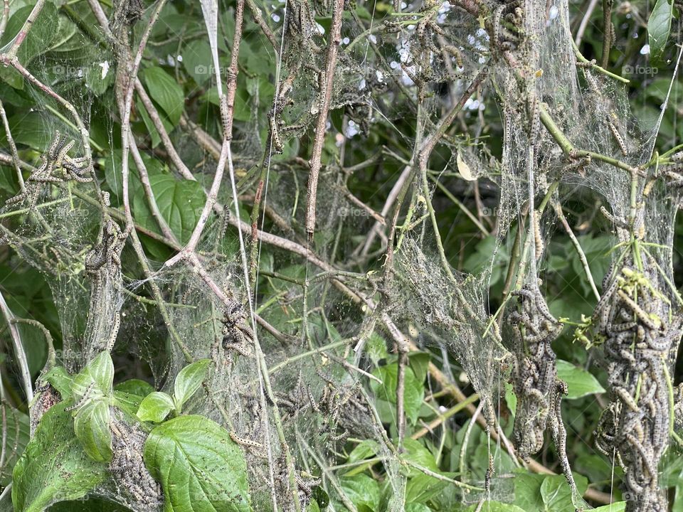 A group of caterpillars in a tree