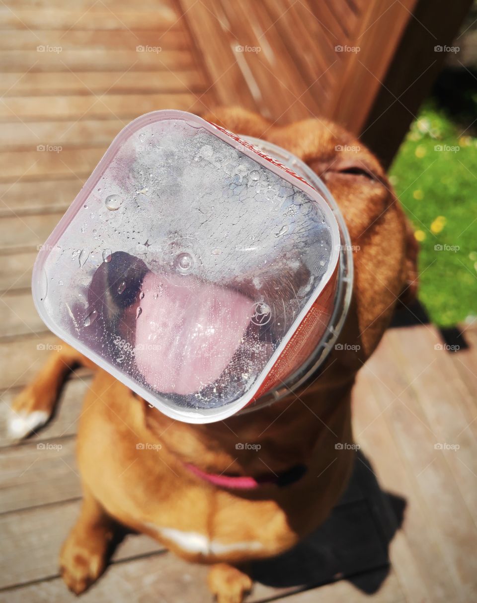Big dog licking a container showing her huge tongue