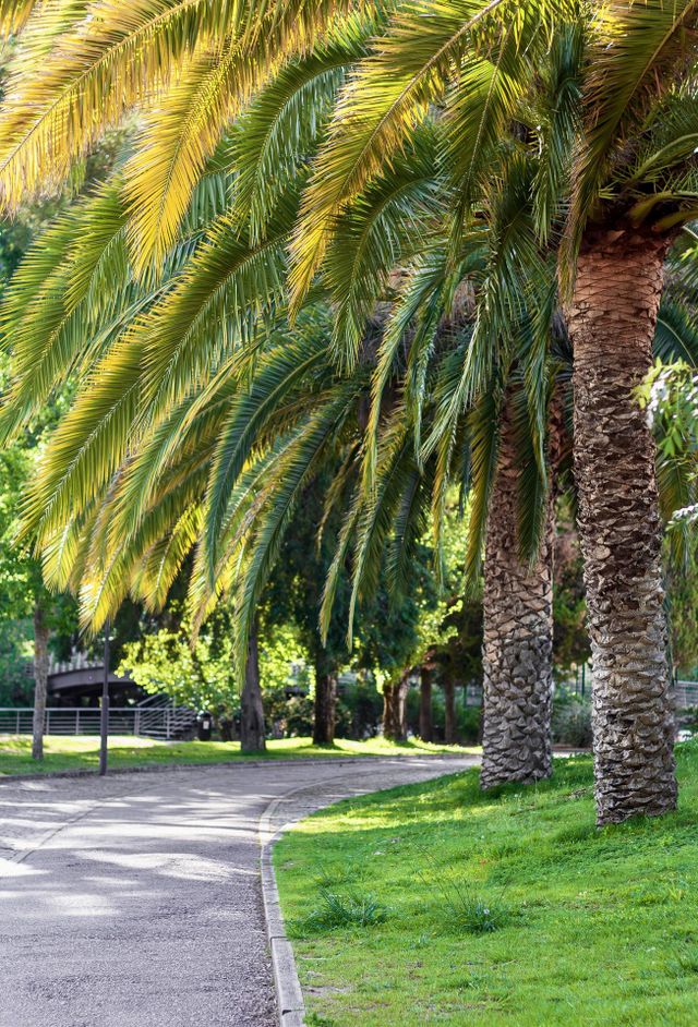 Palm trees provide shade in a urban park