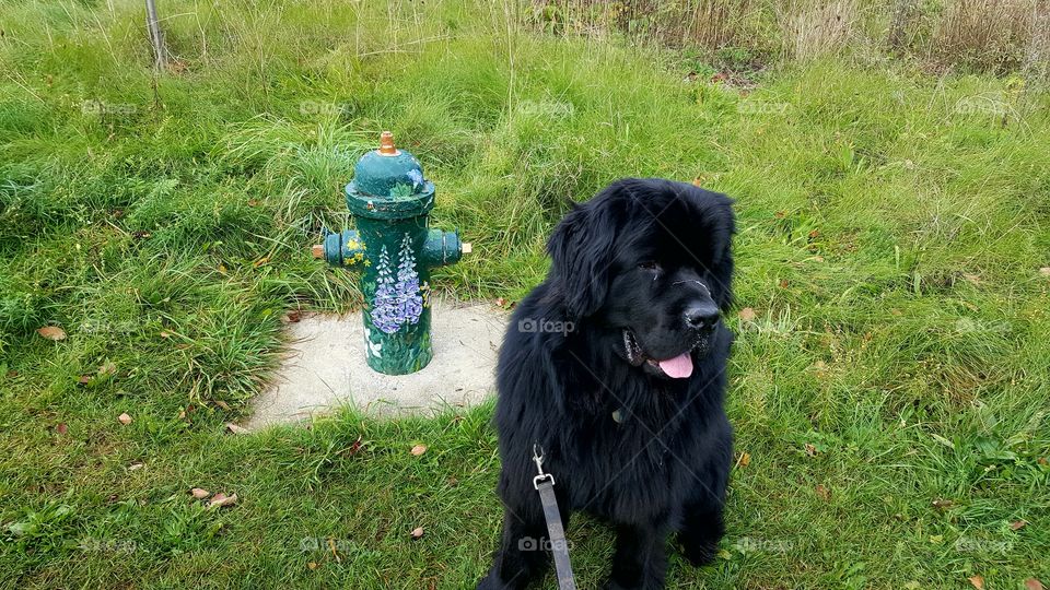 newfoundlander puppy patient