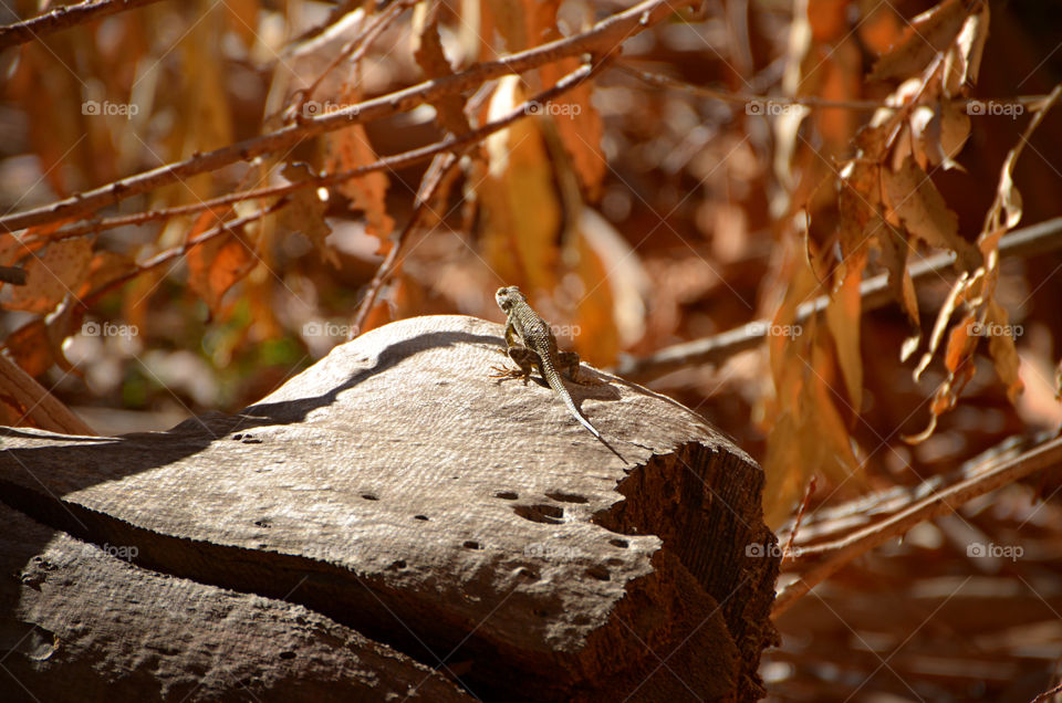 Natures lizard 