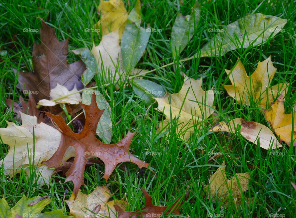 Variety of fall colors
