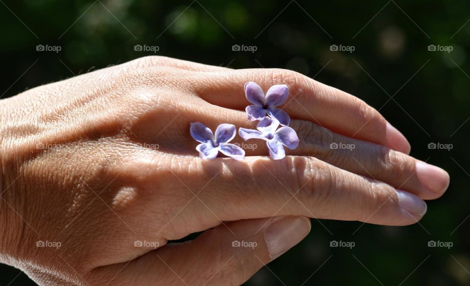 lilac purple flowers and female hand