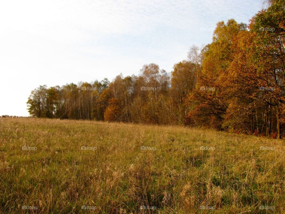 Autumn in the fields and forest