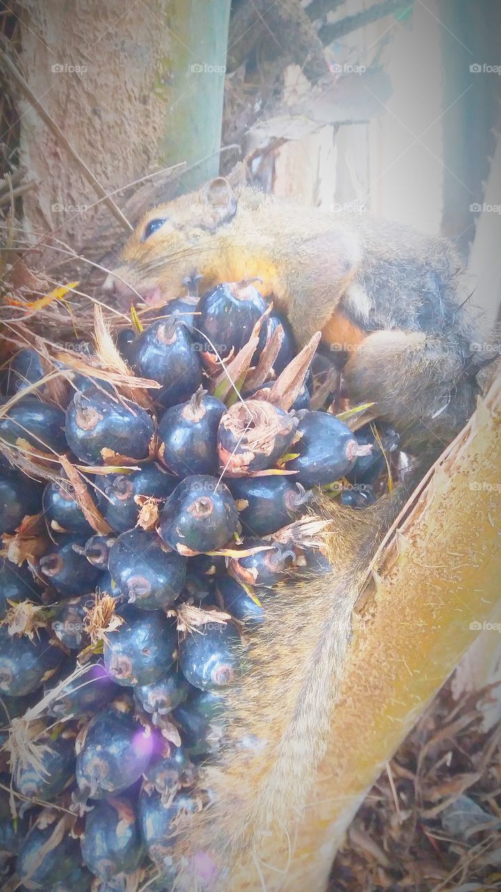 Nature, Food, Fall, Tree, Flora