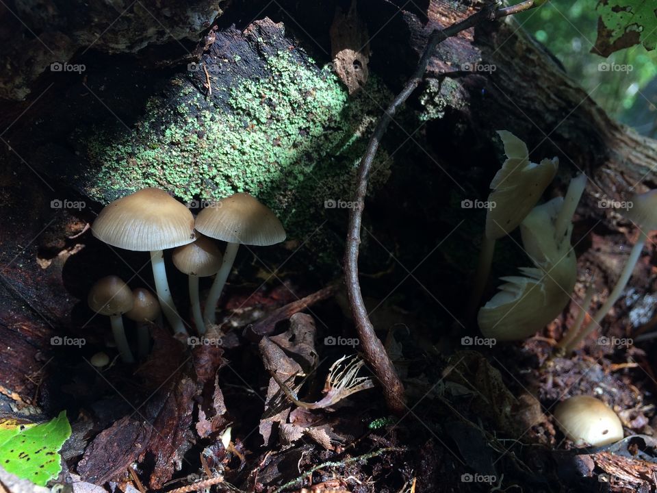 Mushroom light