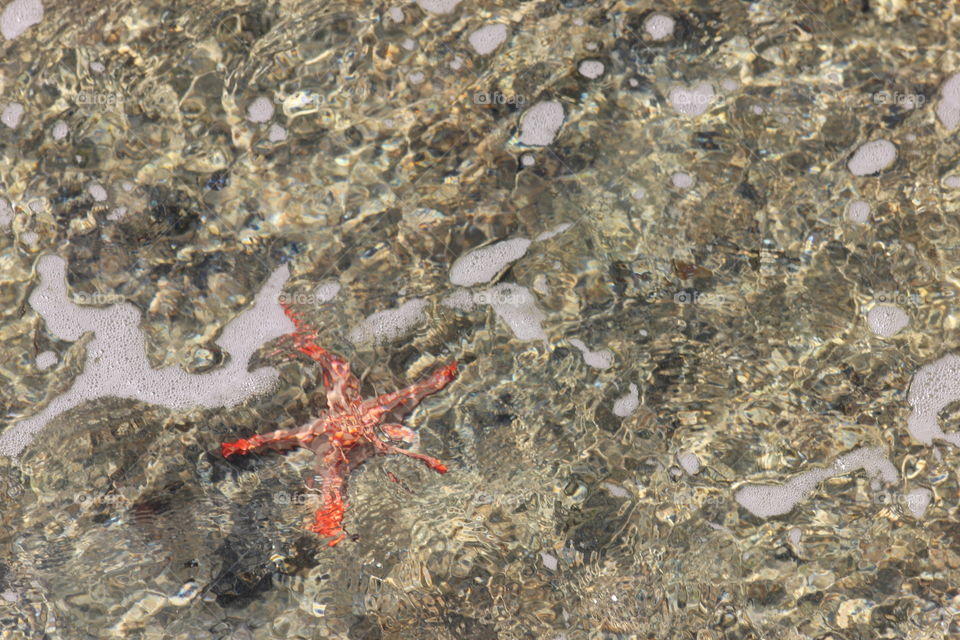 starfish