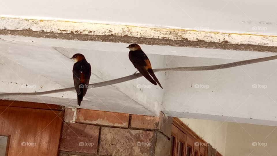 A pair of Swallows