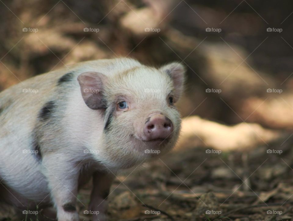 Happy piglet!