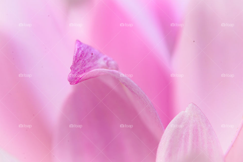 Macro shot of a beautiful pink flower petal with a shallow depth of field