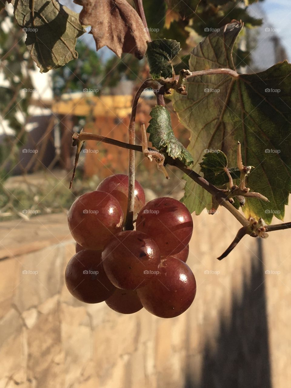 Ripe grapes on à wall