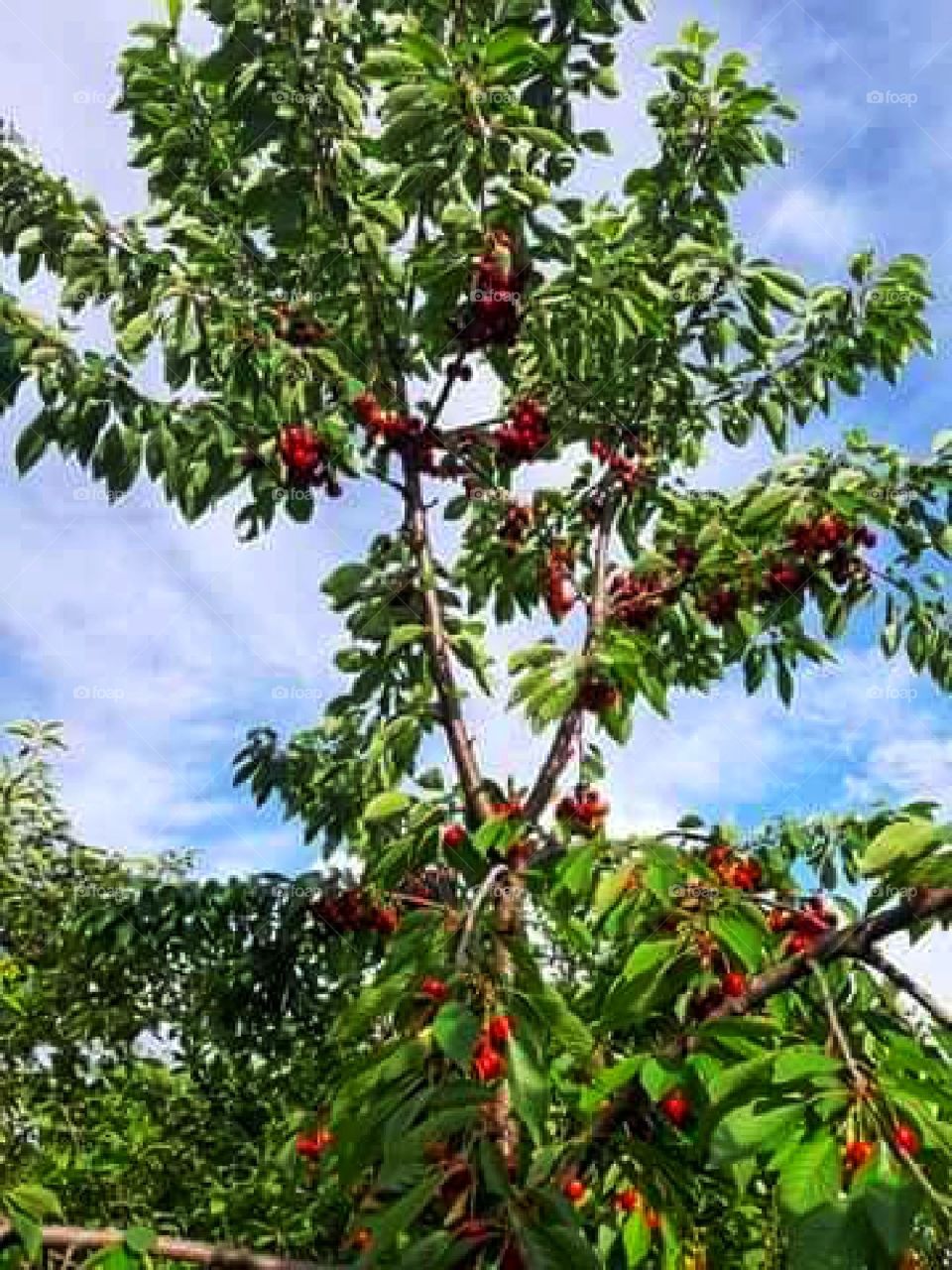 Cherries in the light of sun