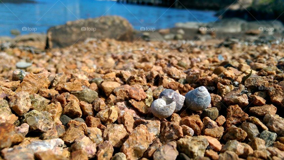 Drying Out. some bleached shells on the beach