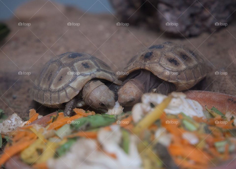 Two tortoises fighting for their food