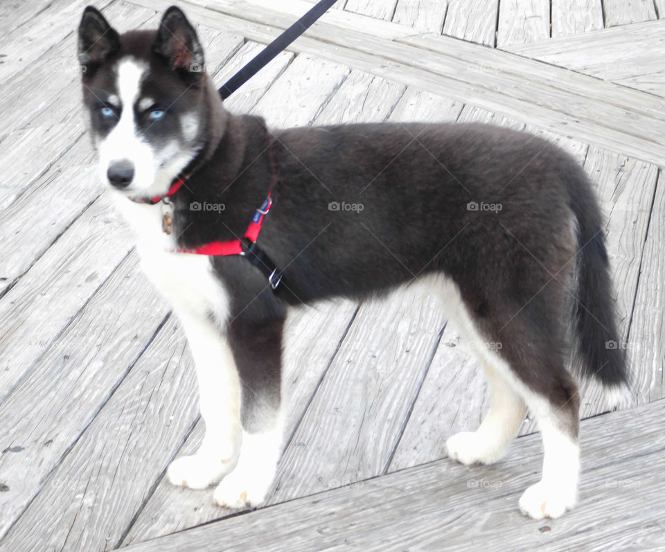 Incredible Husky Dogs 