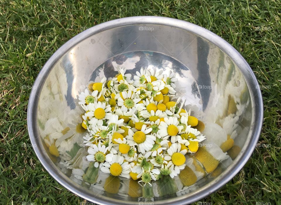 Bowl of camomile 