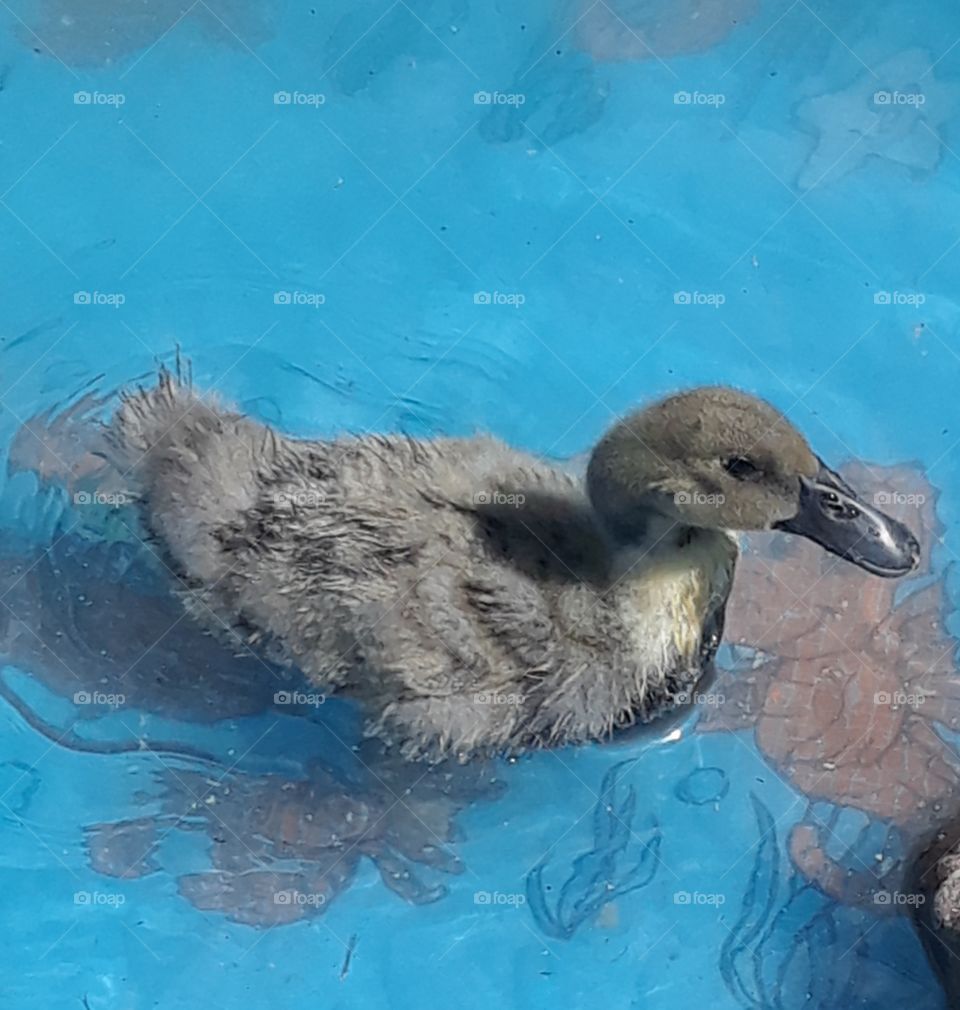 duckling