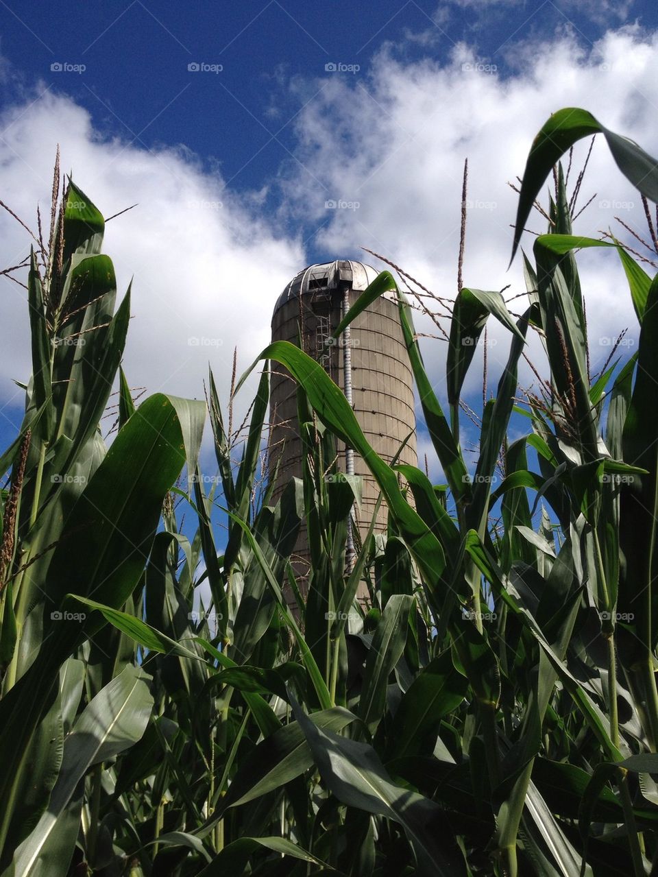 Corn silo