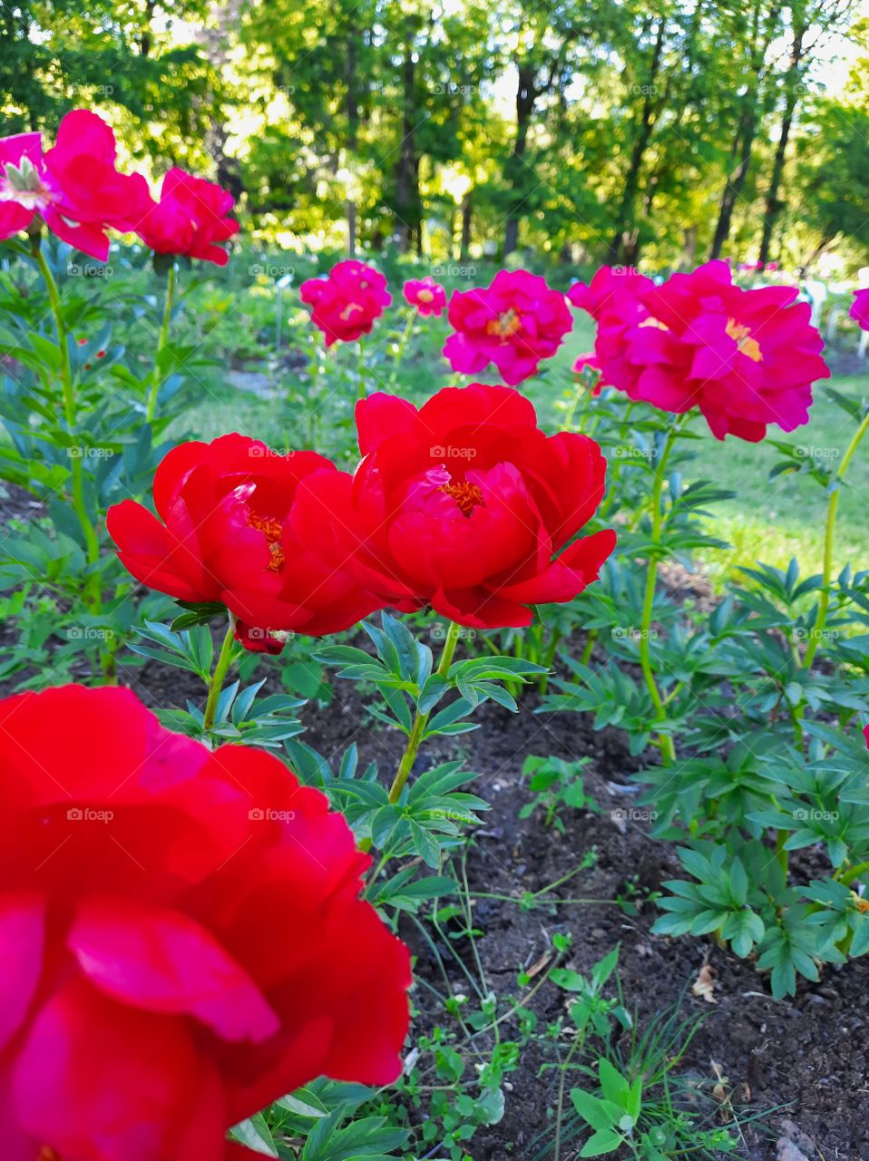 flowers