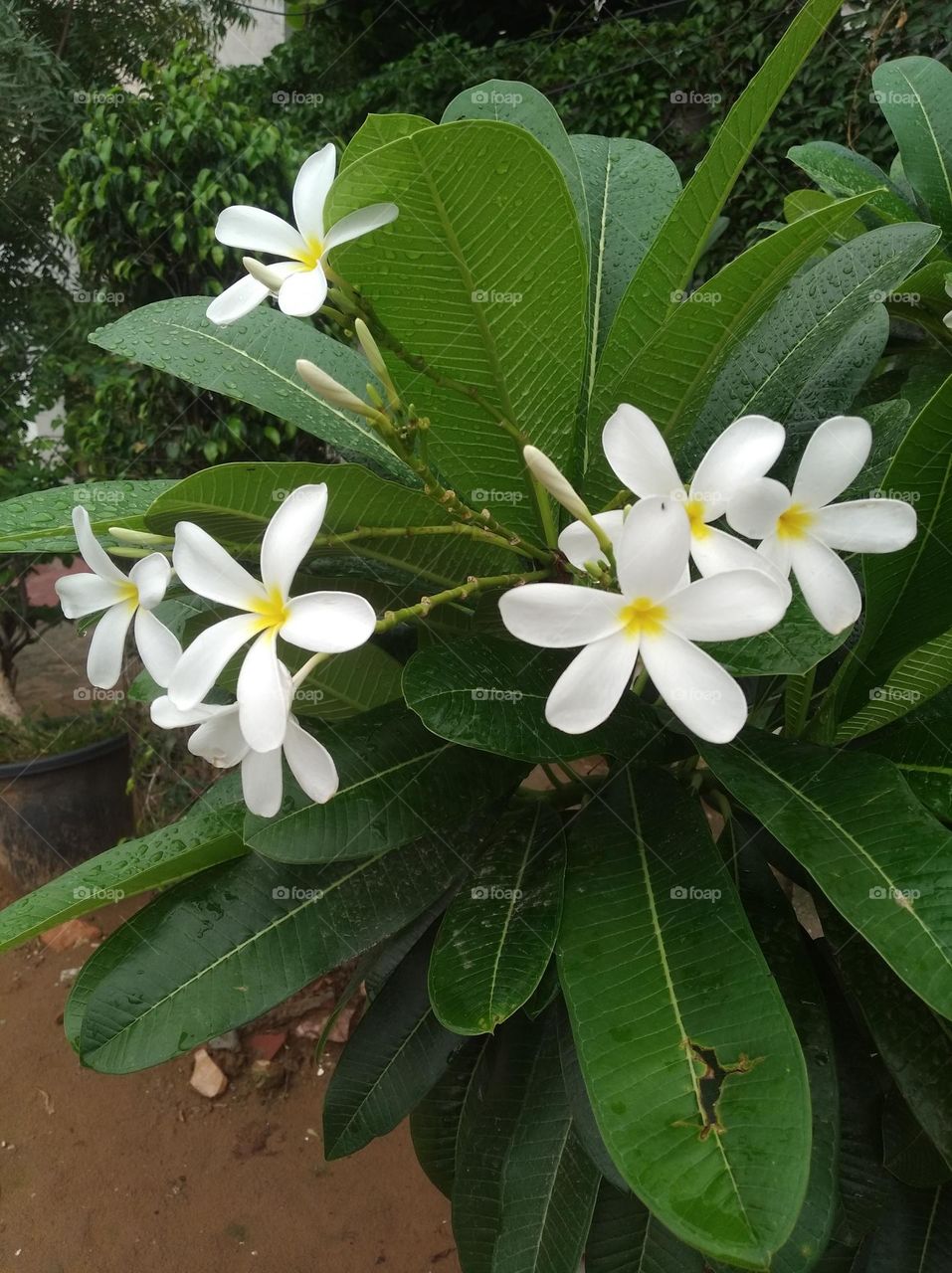 white flower seasonal fresh shurb small size looks very beautiful generally found everywhere