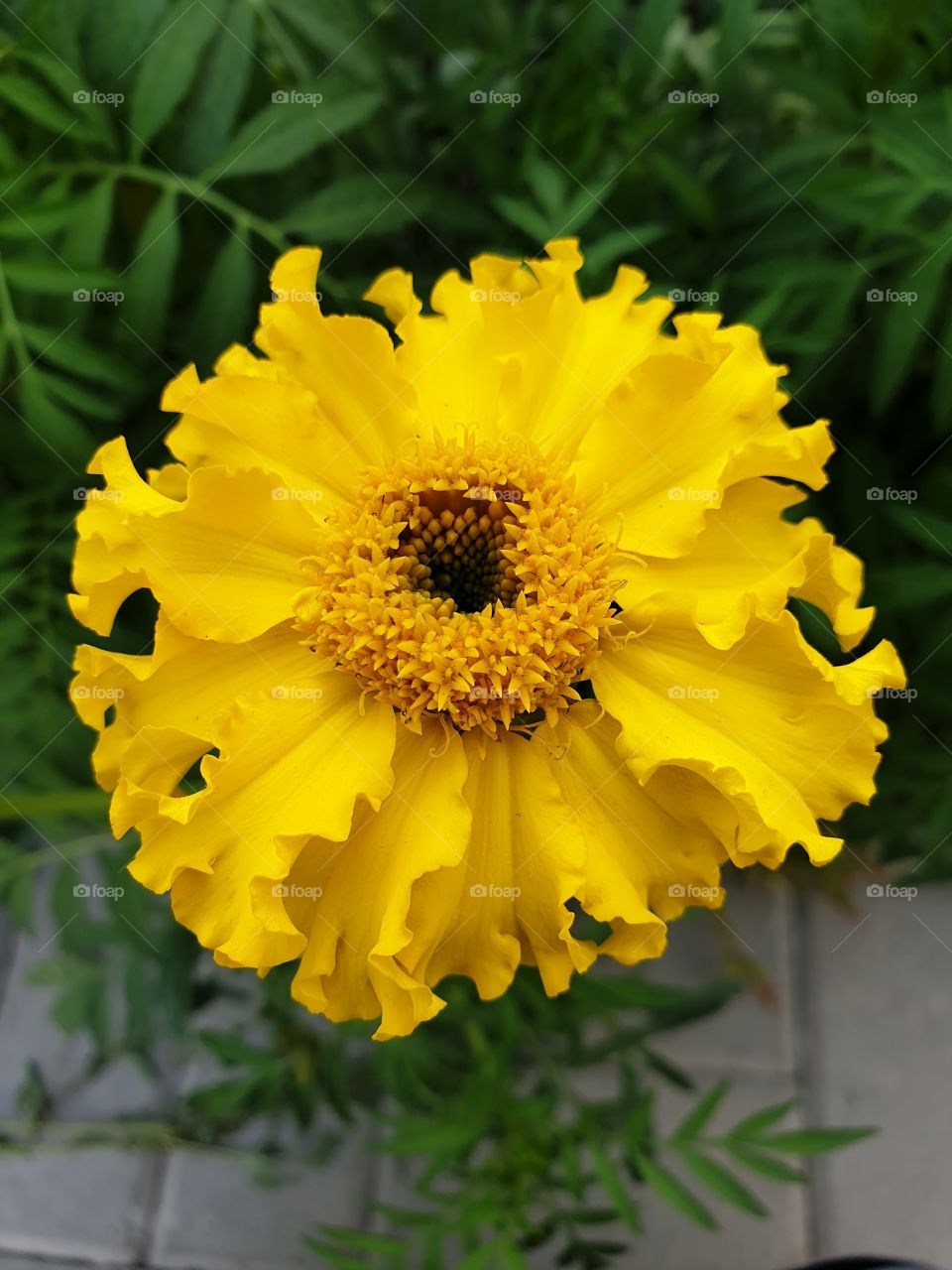 marigold