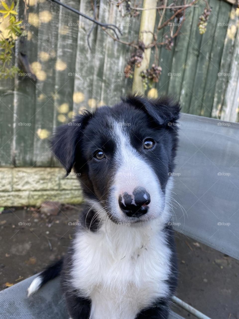 Border collie puppy 