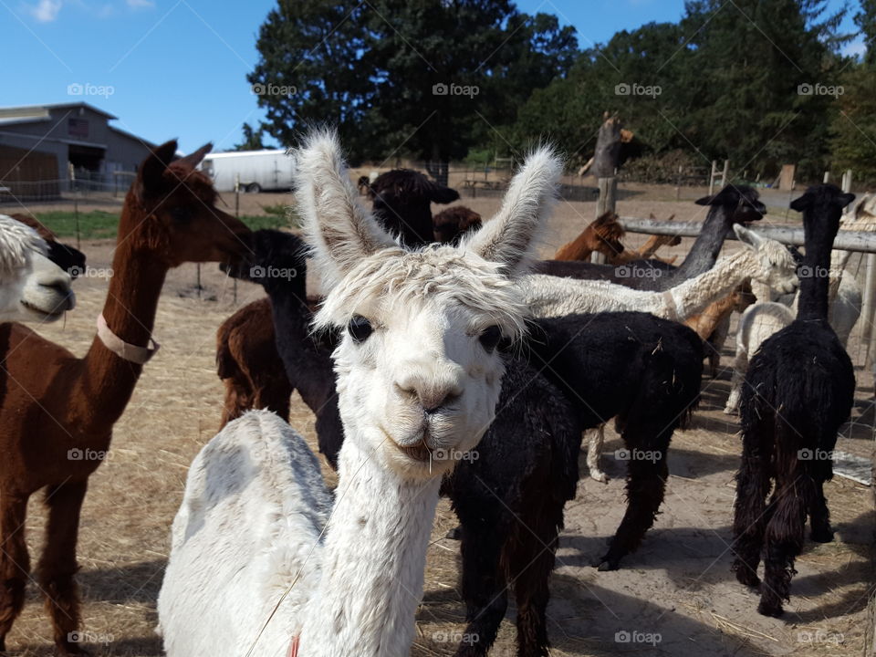 Close-up of alpacas