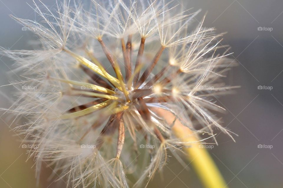 Dandelion puff