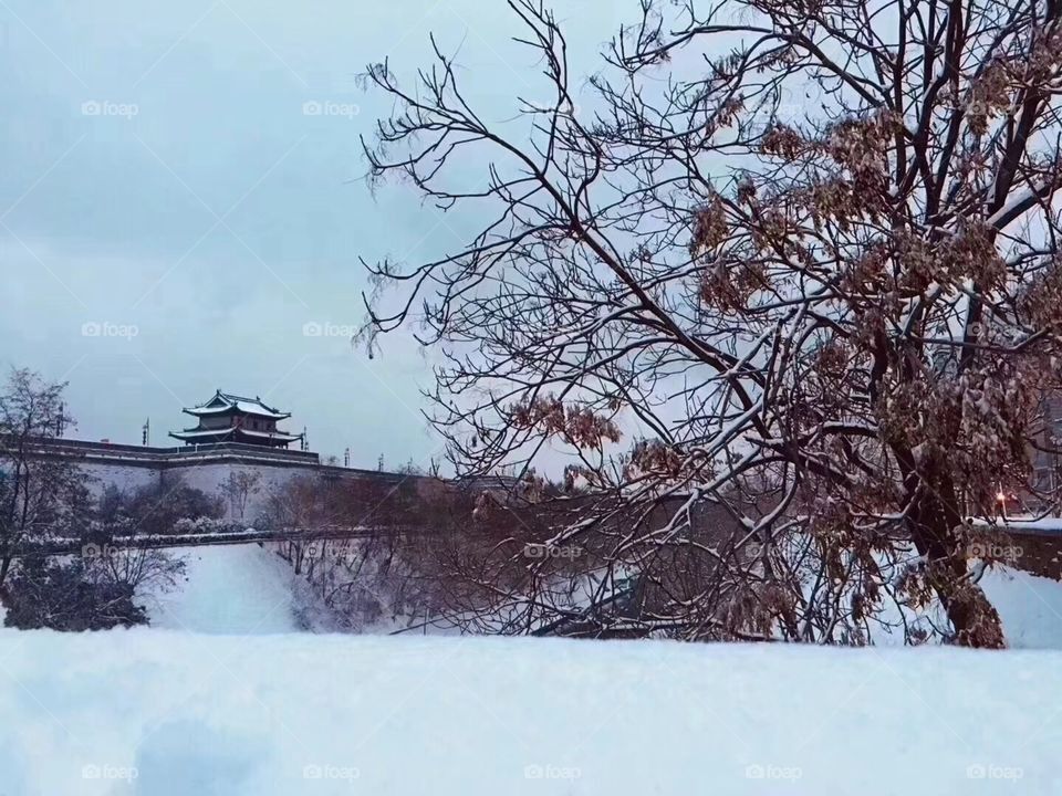 Winter, Snow, Cold, Tree, Landscape
