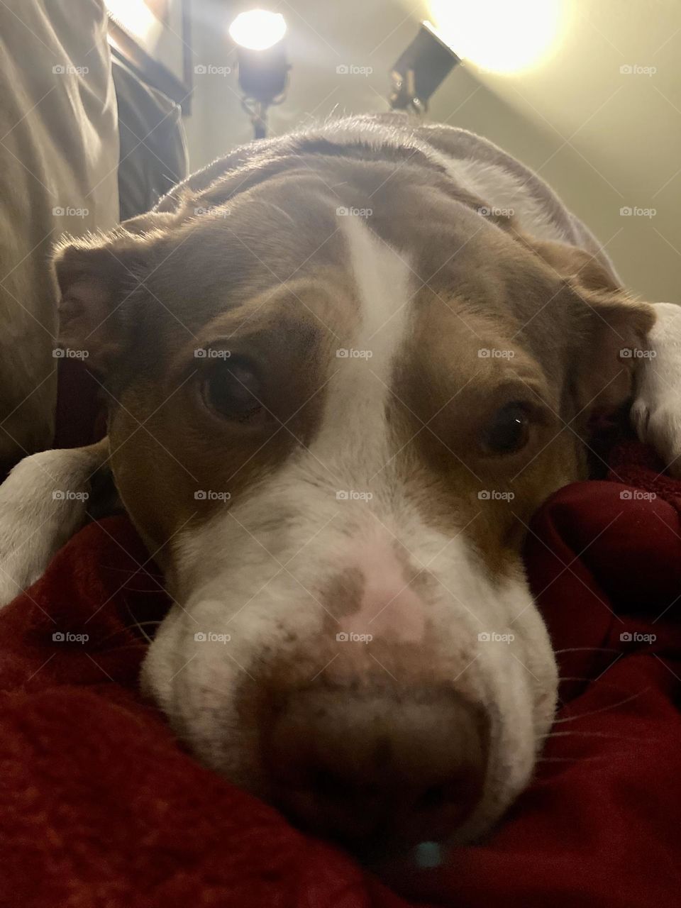 Adorable pitbull dog