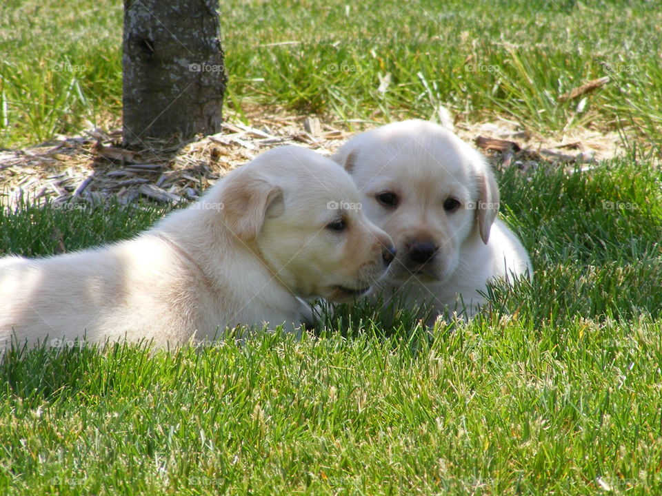 Two puppies in grass