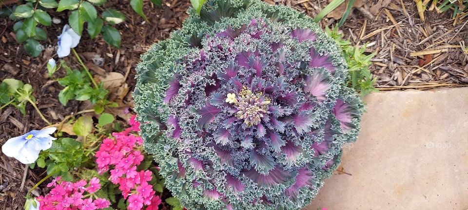 Purple and Green Plant