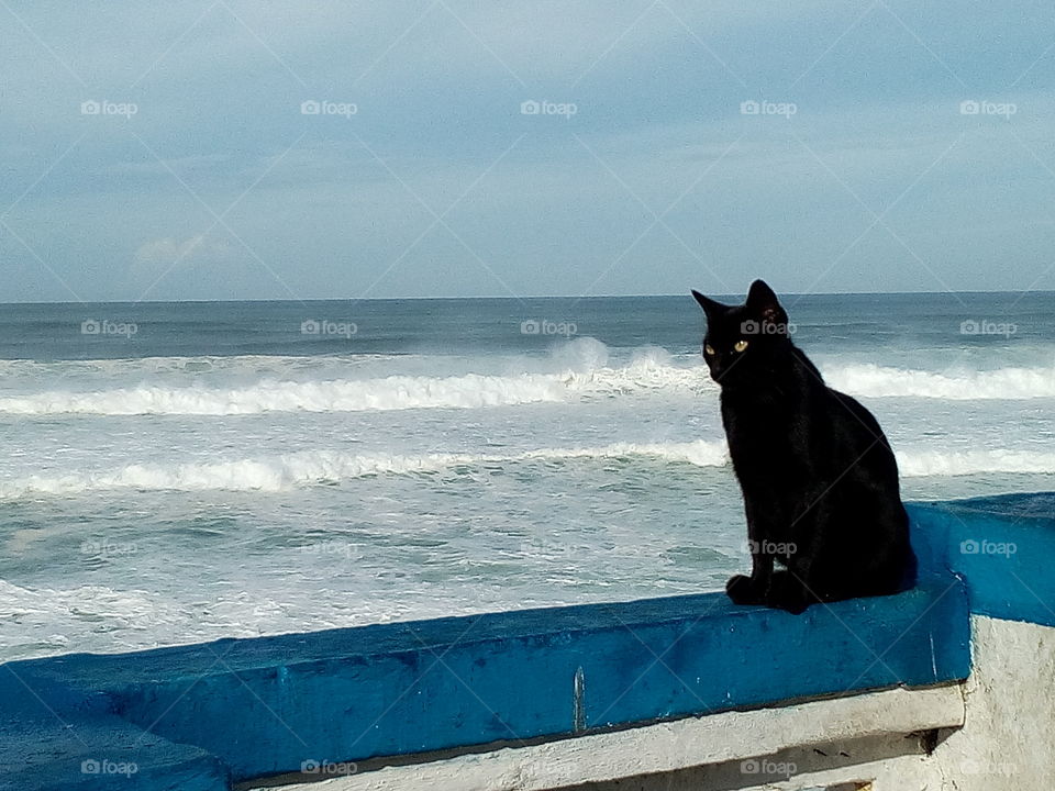 cat at the beach