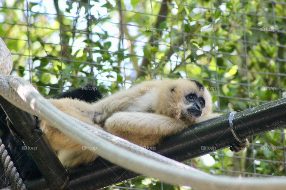 Monkey lying down on a bar 