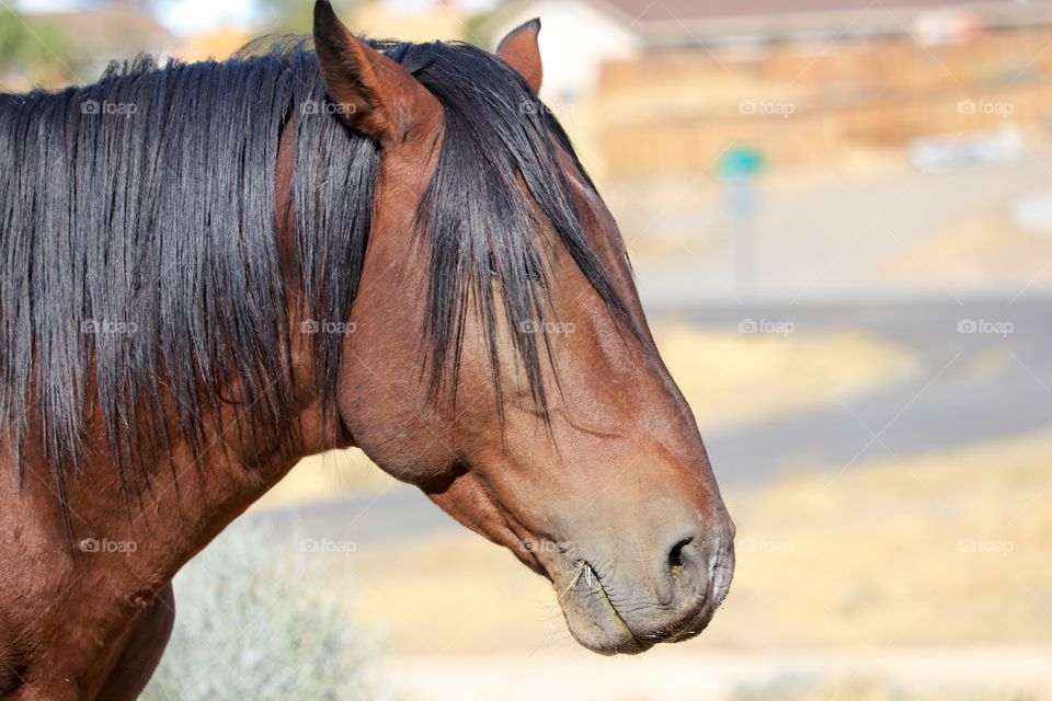 Wild mustang horse, chestnut color, black mane, profile closeup 